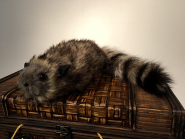 Rocky Raccoon / Derek The Raccoon By Magicbox